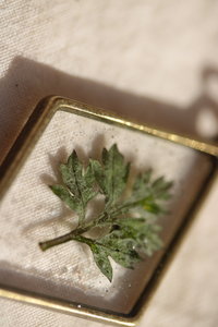 Mugwort Leaf Suspended in Diamond Shaped Resin Pendant