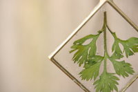 Mugwort Leaf Suspended in Diamond Shaped Resin Pendant