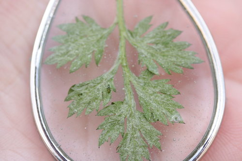 Mugwort Leaf Suspended in Teardrop Shaped Resin Pendant